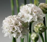  Armada White - 10 .