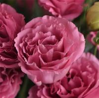  ABC 3 ROSE - 5 .