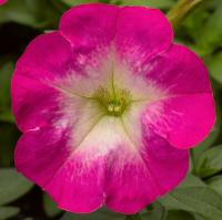 ������� �������������� F1 ��������� ���� ���� - 5 ��.