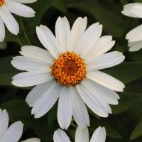  Zahara White - 5 .