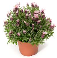   Castilliano 2.0 Rose - 5 .