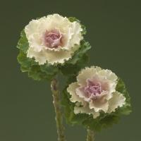   ( ) F1 Crane RUFFLE Bicolor - 5 .