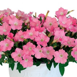 ������� ��������� PENDOLINO Soft Pink. �������!- 5 ��.