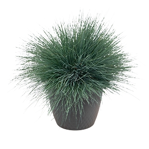   Spiky. ! - 10 .