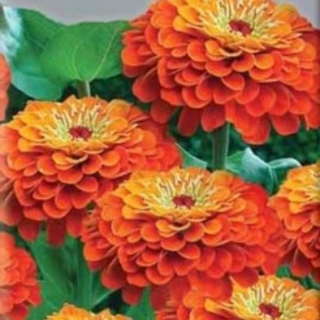   Super Yoga Orange - 15 .