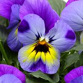  PENNY Violet Blue - 5 .