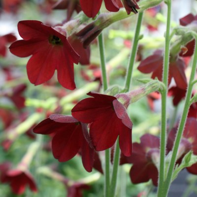   Baby Bella Antique Red - 10 .